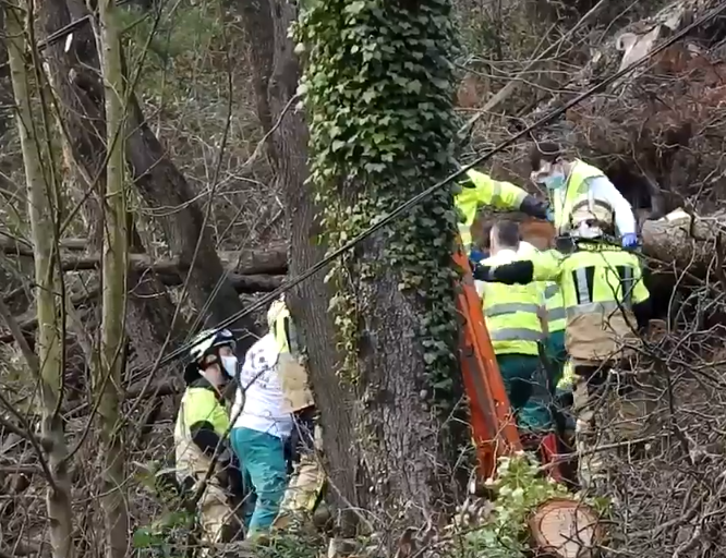 Muere un trabajador de 51 años tras caerle un árbol